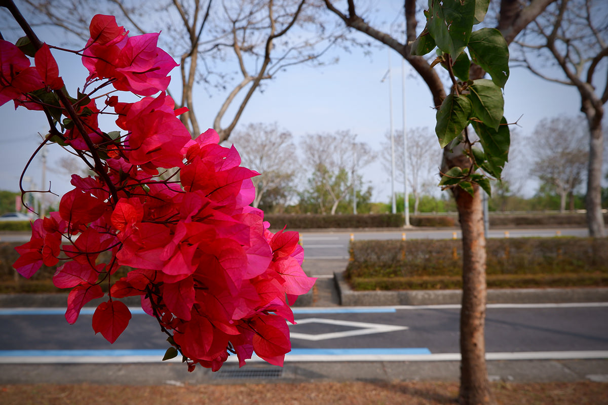 中科九重葛花牆2023 12