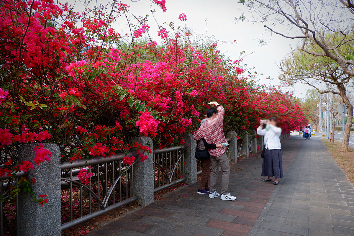 中科九重葛花牆2023 15