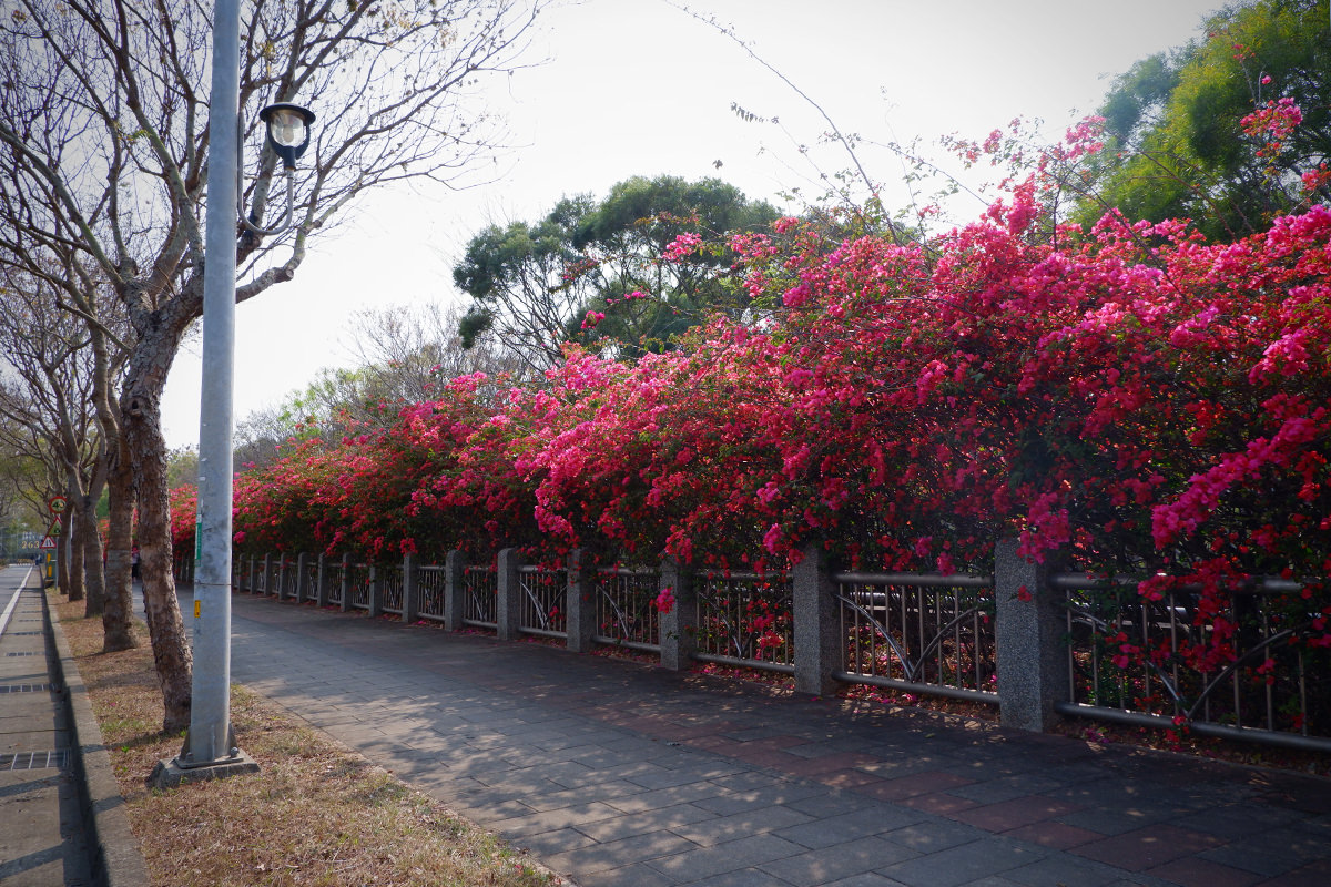 中科九重葛花牆2023 22