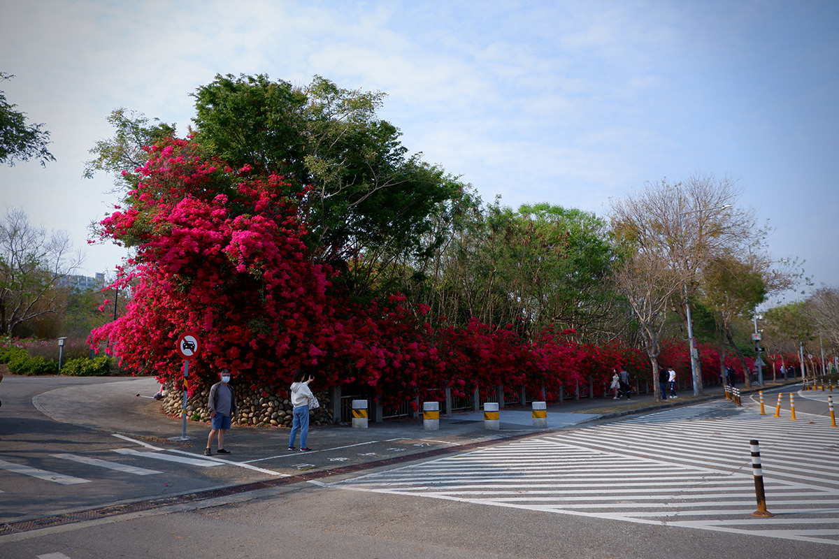 中科九重葛花牆2023 23