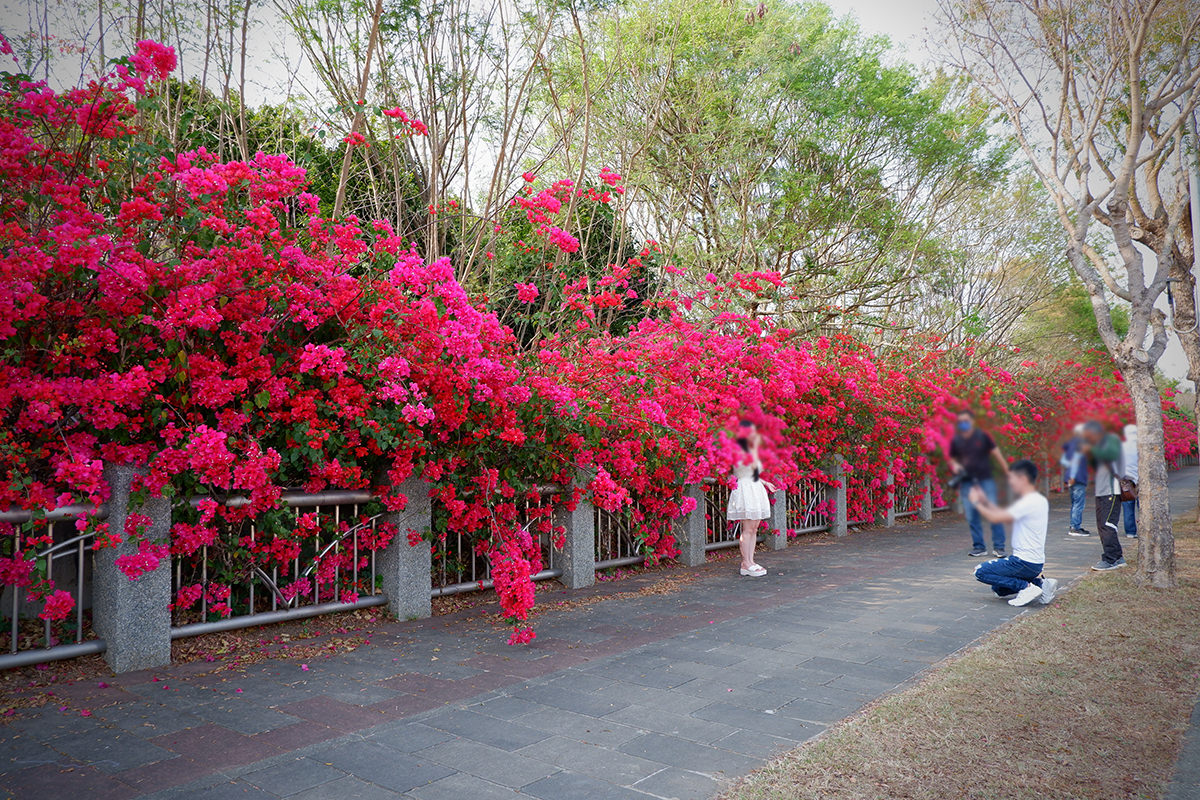 中科九重葛花牆2023 28