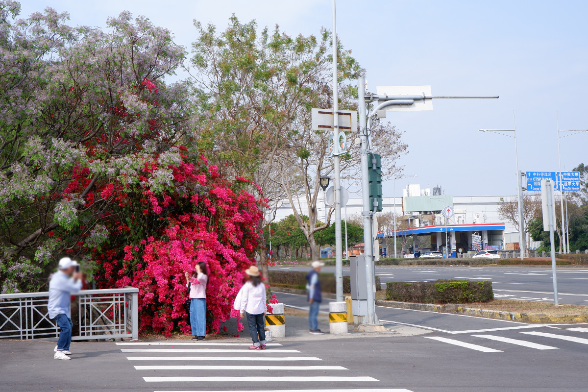 中科九重葛花牆2023 4