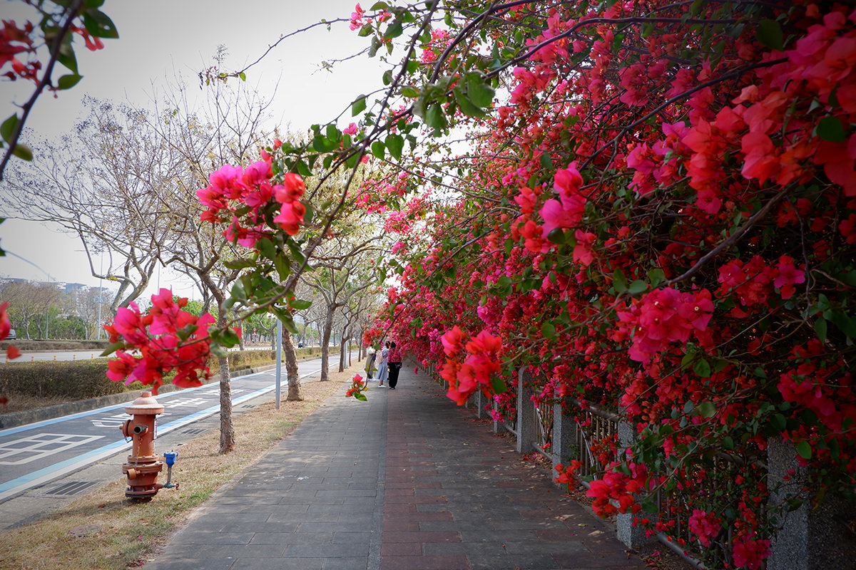 中科九重葛花牆2023 7