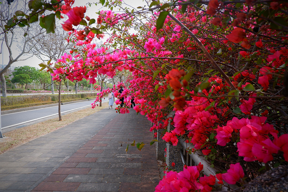 中科九重葛花牆2023 9