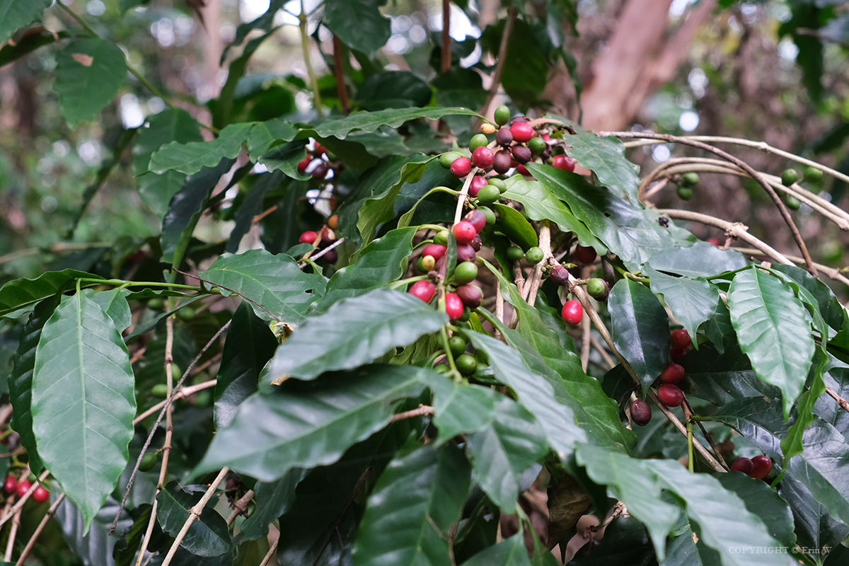 雲林・古坑｜翠華會館｜坐落在校園裡的靜謐度假會館 擁抱山色、咖啡香與親近自然的慢旅時光