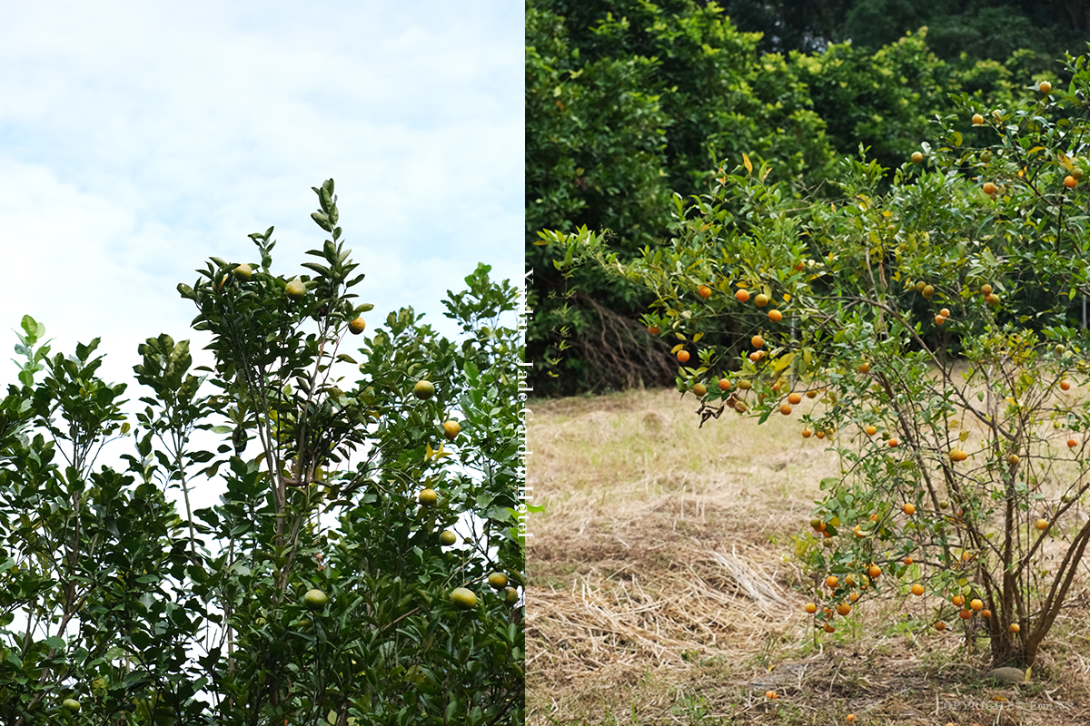 雲林・古坑｜翠華會館｜坐落在校園裡的靜謐度假會館 擁抱山色、咖啡香與親近自然的慢旅時光