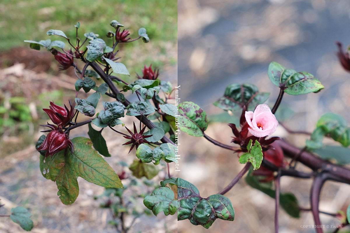 雲林・古坑｜翠華會館｜坐落在校園裡的靜謐度假會館 擁抱山色、咖啡香與親近自然的慢旅時光