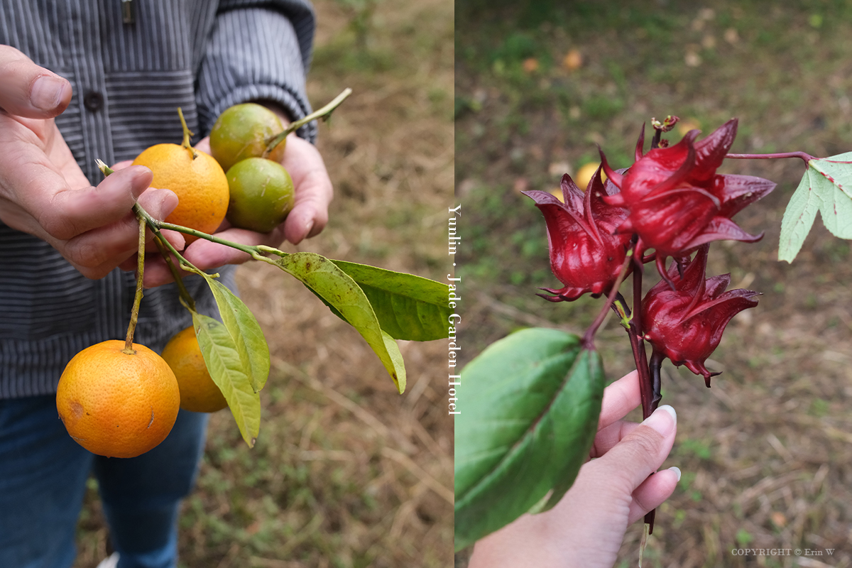 雲林・古坑｜翠華會館｜坐落在校園裡的靜謐度假會館 擁抱山色、咖啡香與親近自然的慢旅時光