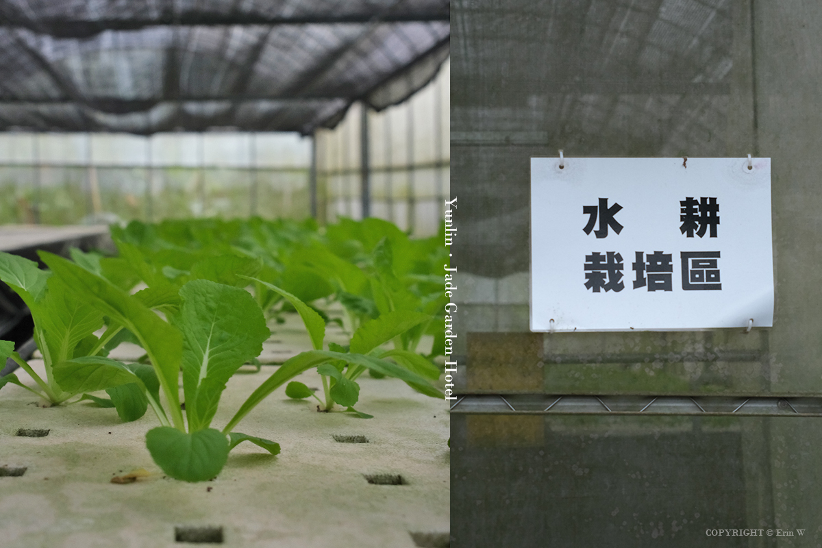 雲林・古坑｜翠華會館｜坐落在校園裡的靜謐度假會館 擁抱山色、咖啡香與親近自然的慢旅時光