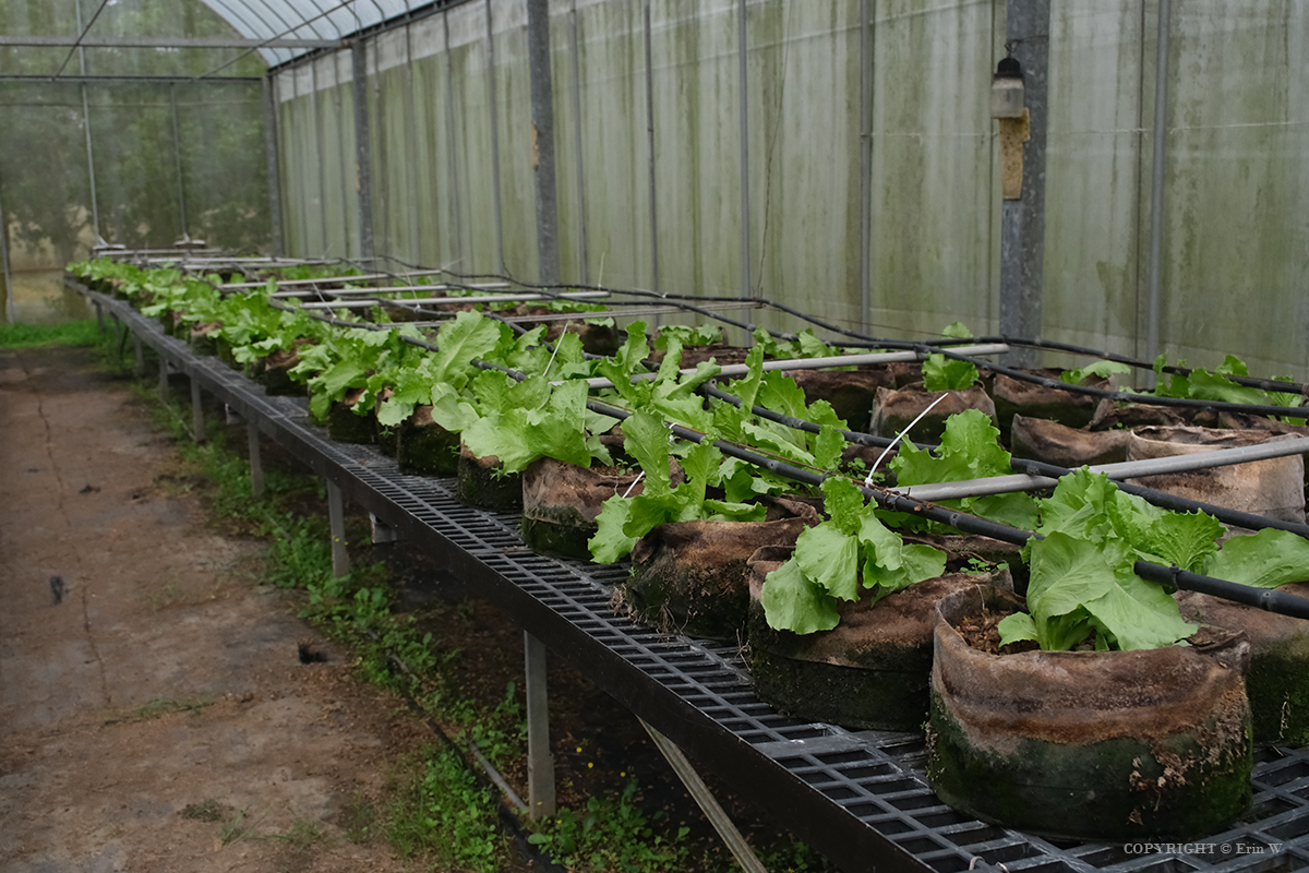雲林・古坑｜翠華會館｜坐落在校園裡的靜謐度假會館 擁抱山色、咖啡香與親近自然的慢旅時光