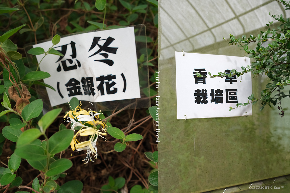 雲林・古坑｜翠華會館｜坐落在校園裡的靜謐度假會館 擁抱山色、咖啡香與親近自然的慢旅時光