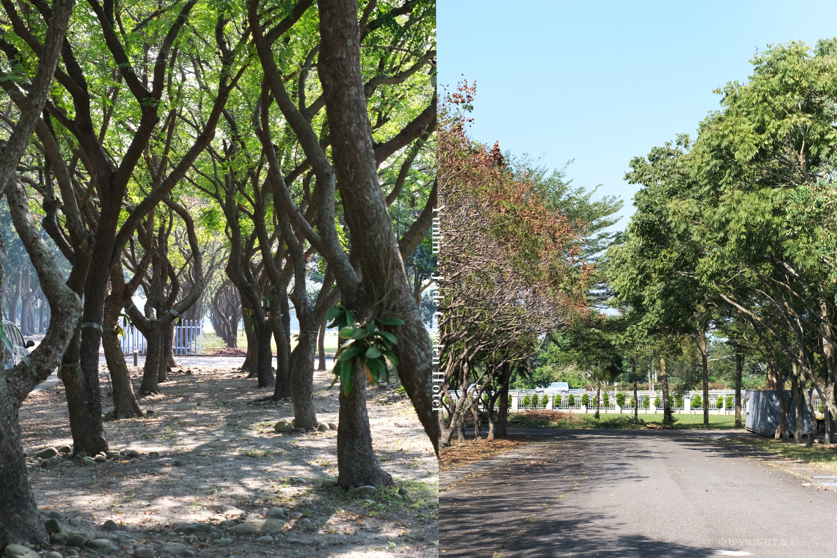 雲林・古坑｜翠華會館｜坐落在校園裡的靜謐度假會館 擁抱山色、咖啡香與親近自然的慢旅時光