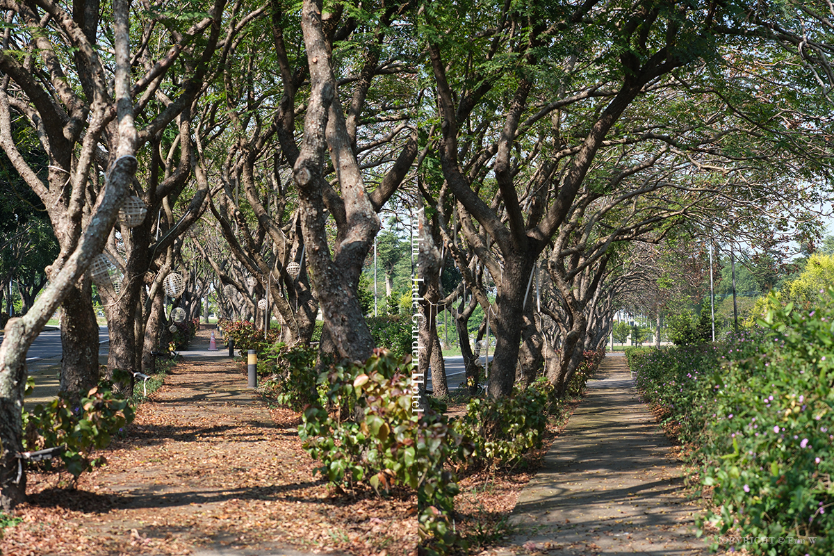 雲林・古坑｜翠華會館｜坐落在校園裡的靜謐度假會館 擁抱山色、咖啡香與親近自然的慢旅時光