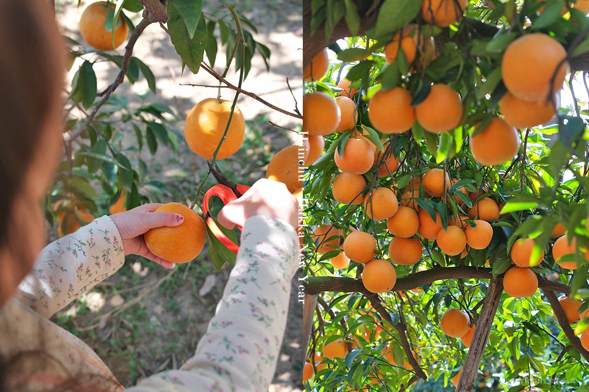 2026「柑桔的故鄉」集結新竹縣13鄉鎮 從產地到會場 年節市集亮點整理懶人包 - 第2張圖 2026「柑桔的故鄉」集結新竹縣13鄉鎮 從產地到會場 年節市集亮點整理懶人包