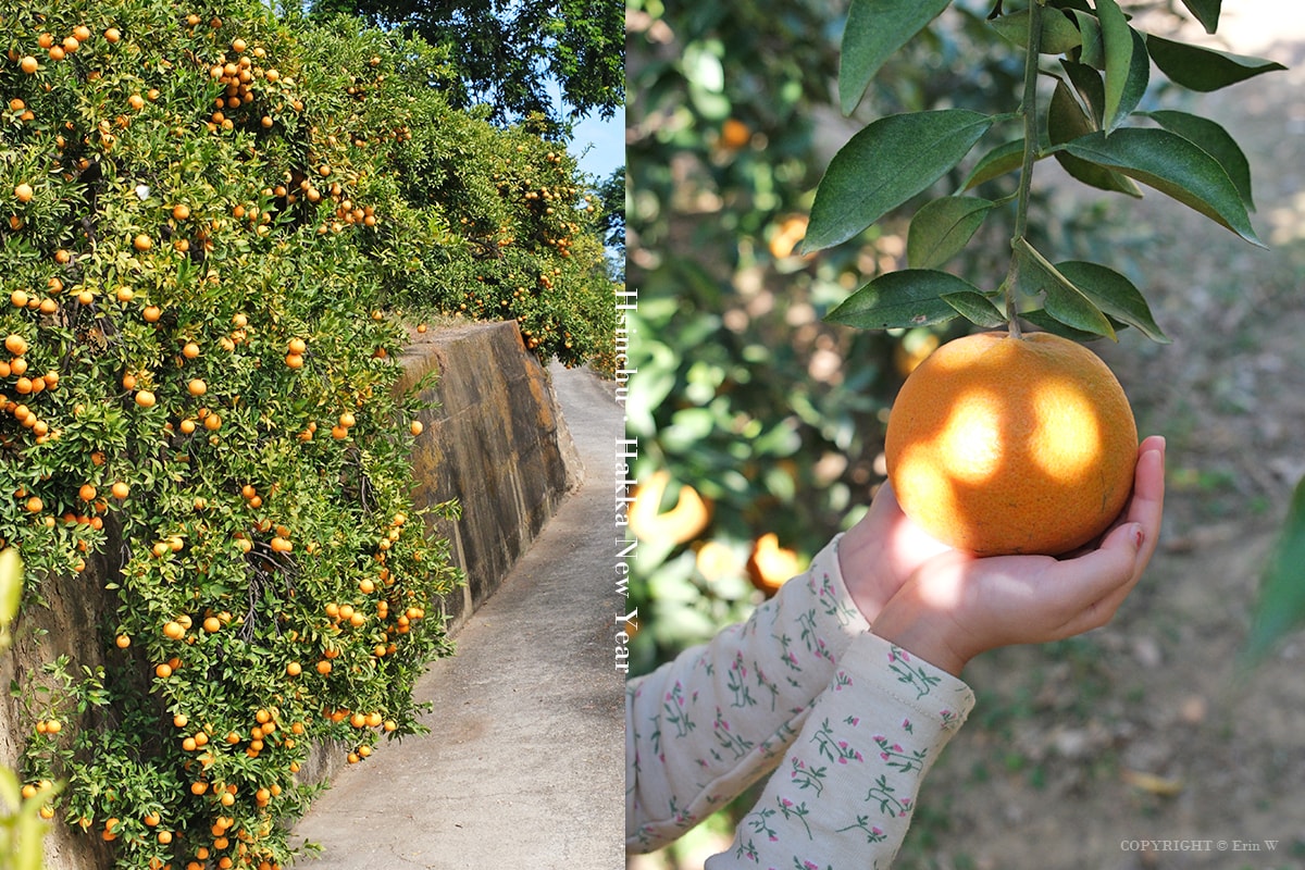 2026「柑桔的故鄉」集結新竹縣13鄉鎮 從產地到會場 年節市集亮點整理懶人包 - 第37張圖 2026「柑桔的故鄉」集結新竹縣13鄉鎮 從產地到會場 年節市集亮點整理懶人包